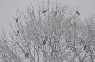 Doğu leşi, Corvus corone orientalis 'i karlı bir havada ağaçta yakalar. Akan Mashu Ulusal Parkı. Hokkaido. Japonya.