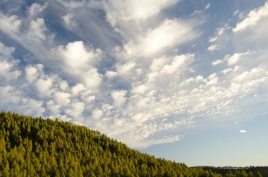 Forest of Canary Island pine Pinus canariensis and cloudscape. The Nublo Rural Park. Tejeda. Gran Canaria. Canary Islands. Spain.