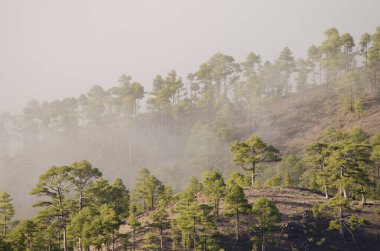 Kanarya Adası Ormanı Pinus kanaryası siste. Integral Inagua Doğal Rezervi. Büyük Kanarya. Kanarya Adaları. İspanya.