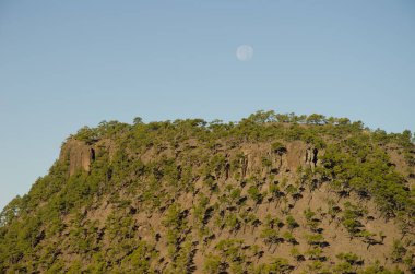 Kanarya Adası Ormanı Pinus kanaryası Ojeda Dağı 'nda ve dolunayda. Integral Inagua Doğal Rezervi. Büyük Kanarya. Kanarya Adaları. İspanya.