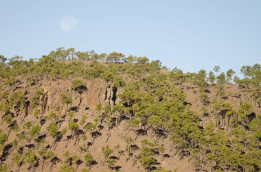 Kanarya Adası Ormanı Pinus kanaryası ve dolunay. Ojeda Dağı. Integral Inagua Doğal Rezervi. Büyük Kanarya. Kanarya Adaları. İspanya.