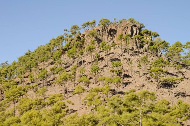 Kanarya Adası Ormanı, Ojeda Dağı 'ndaki Pinus kanaryası. Integral Inagua Doğal Rezervi. Büyük Kanarya. Kanarya Adaları. İspanya.