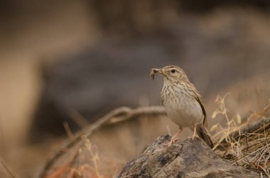 Berthelot 'un pipit' i Anthus Berthelotii 'nin gagasında bir çekirge var. Integral Inagua Doğal Rezervi. Tejeda. Büyük Kanarya. Kanarya Adaları. İspanya.