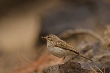 Berthelot 'un pipit' i Anthus Berthelotii 'nin gagasında bir çekirge var. Integral Inagua Doğal Rezervi. Tejeda. Büyük Kanarya. Kanarya Adaları. İspanya.