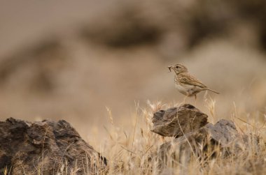 Berthelot 'un pipit' i Anthus Berthelotii 'nin gagasında bir çekirge var. Integral Inagua Doğal Rezervi. Tejeda. Büyük Kanarya. Kanarya Adaları. İspanya.