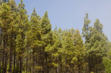 Kanarya Adası Ormanı Pinus kanaryası. Nublo Kırsal Parkı. Tejeda. Büyük Kanarya. Kanarya Adaları. İspanya.