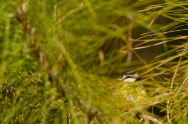 African blue tit Cyanistes teneriffae hedwigae hidden among the vegetation. Integral Natural Reserve of Inagua. Gran Canaria. Canary Islands. Spain.