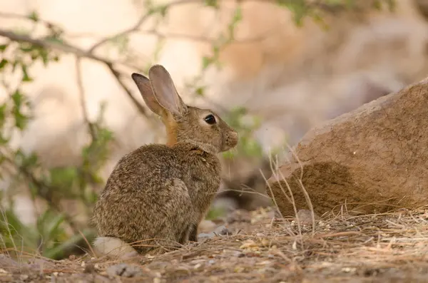 stock image European rabbit Oryctolagus cuniculus. Integral Natural Reserve of Inagua. Tejeda. Gran Canaria. Canary Islands. Spain.