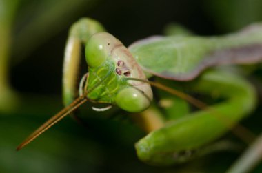Avrupa Peygamberdevesi dini, antenlerinden birini temizliyor. Bornos. Cadiz. Endülüs. İspanya.