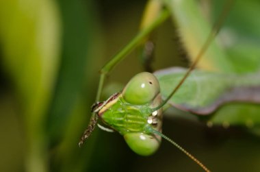 Avrupa Peygamberdevesi dini bir bacağını temizliyor. Bornos. Cadiz. Endülüs. İspanya.