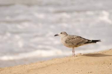 Genç, sarı bacaklı martı Larus Michael Hellis. Chipiona. Cadiz. Endülüs. İspanya.