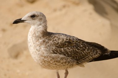 Genç, sarı bacaklı martı Larus Michael Hellis. Chipiona. Cadiz. Endülüs. İspanya.