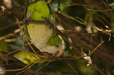 Papaz papağanı Myiopsitta monachus bir ağaç dalını ısırıyor. Cadiz. Endülüs. İspanya.