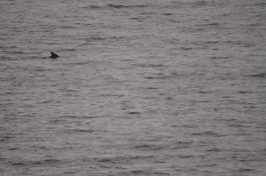 Kısa yüzgeçli pilot balina Globicephala makrohnchus. Atlantik Okyanusu. Kanarya Adaları. İspanya.