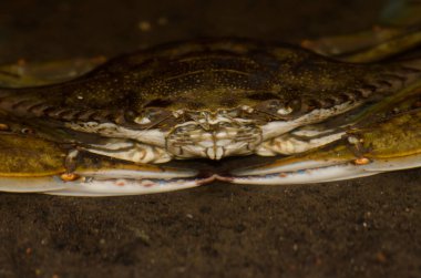 Mavi yengeç Callinectes sapidus. San Sebastian de La Gomera. La Gomera. Kanarya Adaları. İspanya.