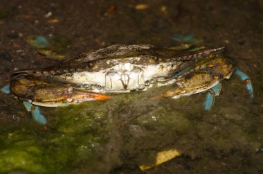 Mavi yengeç Callinectes sapidus. San Sebastian de La Gomera. La Gomera. Kanarya Adaları. İspanya.