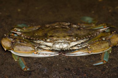 Mavi yengeç Callinectes sapidus. San Sebastian de La Gomera. La Gomera. Kanarya Adaları. İspanya.