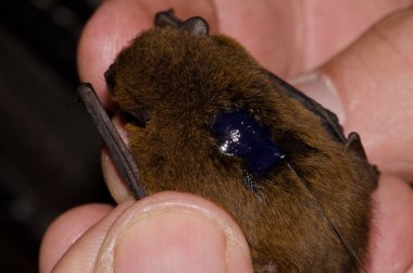 Madeira pipistrelle Pipistrellus maderensis sırtında bir radyo vericisi ile donatılmış. Garajonay Ulusal Parkı. La Gomera. Kanarya Adaları. İspanya.