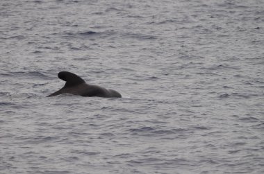 Kısa yüzgeçli pilot balina Globicephala makrohnchus. Atlantik Okyanusu. Kanarya Adaları. İspanya.