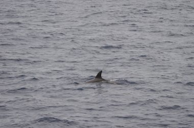 Yaygın şişe burunlu yunus Tursiops truncatus. Atlantik Okyanusu. Kanarya Adaları. İspanya.