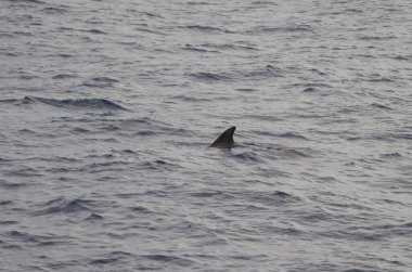Yaygın şişe burunlu yunus Tursiops truncatus. Atlantik Okyanusu. Kanarya Adaları. İspanya.