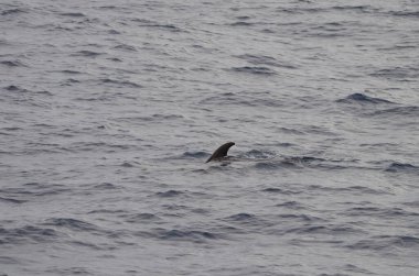 Yaygın şişe burunlu yunus Tursiops truncatus. Atlantik Okyanusu. Kanarya Adaları. İspanya.