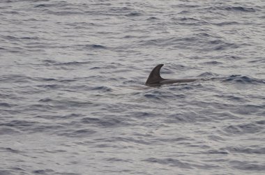 Yaygın şişe burunlu yunus Tursiops truncatus. Atlantik Okyanusu. Kanarya Adaları. İspanya.