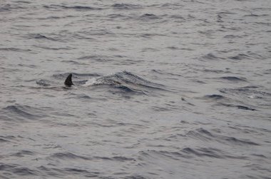 Yaygın şişe burunlu yunus Tursiops truncatus. Atlantik Okyanusu. Kanarya Adaları. İspanya.