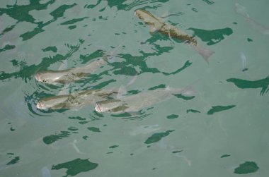 Altın gri kefal balığı Chelon aurata. Valle Gran Rey. La Gomera. Kanarya Adaları. İspanya.