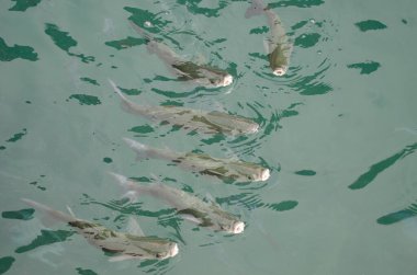 Altın gri kefal balığı Chelon aurata. Valle Gran Rey. La Gomera. Kanarya Adaları. İspanya.