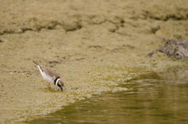 Yaygın olarak görülen halkalı yağmurkuşu Charadrius hiaticula, kış tüylerini arıyor. Cieno Pond 'da. Valle Gran Rey. La Gomera. Kanarya Adaları. İspanya.