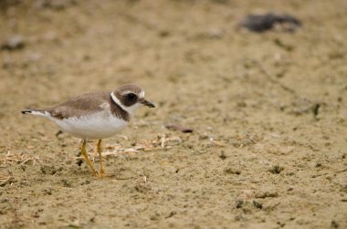 Kış tüylerinde yaygın olarak görülen halkalı yağmurkuşu Charadrius hiaticula. Cieno Pond 'da. Valle Gran Rey. La Gomera. Kanarya Adaları. İspanya.