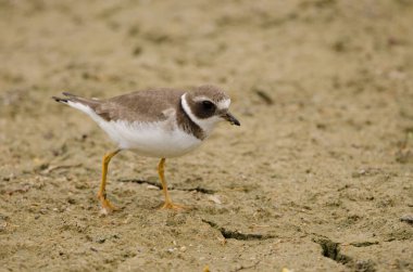 Kış tüylerinde yaygın olarak görülen halkalı yağmurkuşu Charadrius hiaticula. Cieno Pond 'da. Valle Gran Rey. La Gomera. Kanarya Adaları. İspanya.