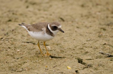 Kış tüylerinde yaygın olarak görülen halkalı yağmurkuşu Charadrius hiaticula. Cieno Pond 'da. Valle Gran Rey. La Gomera. Kanarya Adaları. İspanya.