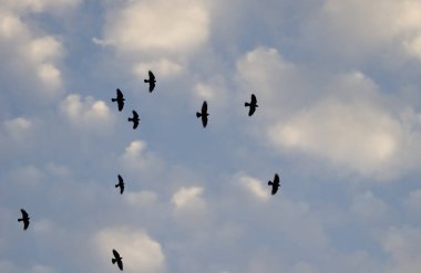 Flock of Western Eurasian jackdaws Coloeus monedula spermologus in flight. Arcos de la Frontera. Cadiz. Andalusia. Spain. clipart