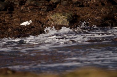 Küçük balıkçıl Egretta Garzetta yiyecek arıyor. Dos Roques. Galdar. Büyük Kanarya. Kanarya Adaları. İspanya.