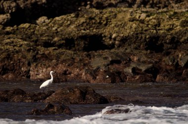 Küçük balıkçıl Egretta Garzetta. Dos Roques. Galdar. Büyük Kanarya. Kanarya Adaları. İspanya.