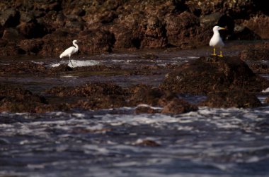Küçük balıkçıl Egretta Garzetta ve sarı bacaklı martı sağa. Dos Roques. Galdar. Büyük Kanarya. Kanarya Adaları. İspanya.