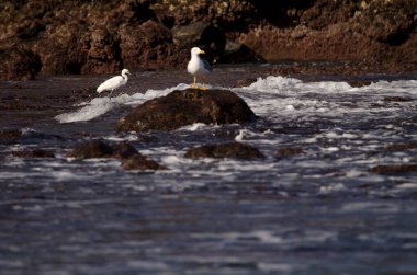 Küçük balıkçıl Egretta Garzetta ve sarı bacaklı martı sağa. Dos Roques. Galdar. Büyük Kanarya. Kanarya Adaları. İspanya.