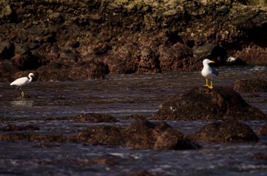 Küçük balıkçıl Egretta Garzetta ve sarı bacaklı martı sağa. Dos Roques. Galdar. Büyük Kanarya. Kanarya Adaları. İspanya.
