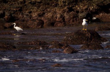 Yellow-legged gull Larus michahellis atlantis and little egret to the left. Dos Roques. Galdar. Gran Canaria. Canary Islands. Spain. clipart