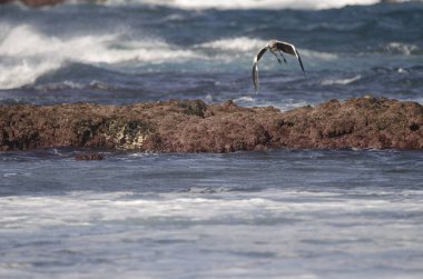 Gri balıkçıllı Ardea Cinerea Cinerea uçuyor. Dos Roques. Galdar. Büyük Kanarya. Kanarya Adaları. İspanya.