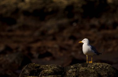 Sarı bacaklı martı Larus Michaellis Atlantis. Los Dos Roques. Galdar. Büyük Kanarya. Kanarya Adaları. İspanya.