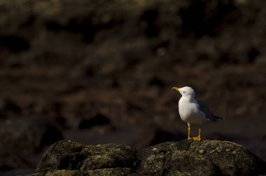 Yellow-legged gull Larus michahellis atlantis looking up. Los Dos Roques. Galdar. Gran Canaria. Canary Islands. Spain. clipart