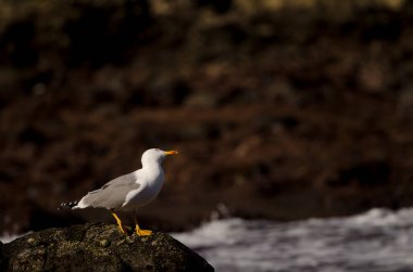 Sarı bacaklı martı Larus Michael Atlantis yukarı bakıyor. Los Dos Roques. Galdar. Büyük Kanarya. Kanarya Adaları. İspanya.