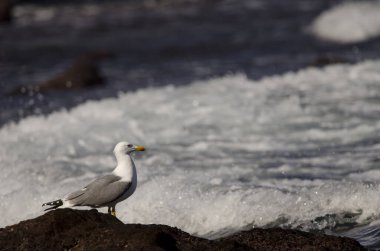 Yellow-legged gull Larus michahellis atlantis. Los Dos Roques. Galdar. Gran Canaria. Canary Islands. Spain. clipart