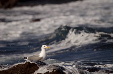Sarı bacaklı martı Larus Michaellis Atlantis. Los Dos Roques. Galdar. Büyük Kanarya. Kanarya Adaları. İspanya.