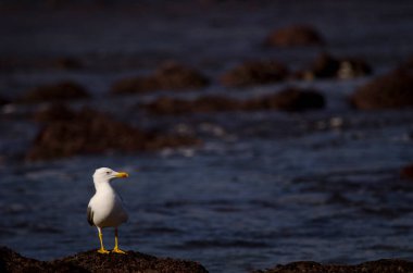 Yellow-legged gull Larus michahellis atlantis. Los Dos Roques. Galdar. Gran Canaria. Canary Islands. Spain. clipart