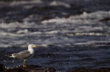 Sarı bacaklı martı Larus michahellis atlantisi dalgaların arasında. Los Dos Roques. Galdar. Büyük Kanarya. Kanarya Adaları. İspanya.