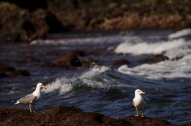 Sarı bacaklı martılar Larus michahellis atlantis. Los Dos Roques. Galdar. Büyük Kanarya. Kanarya Adaları. İspanya.
